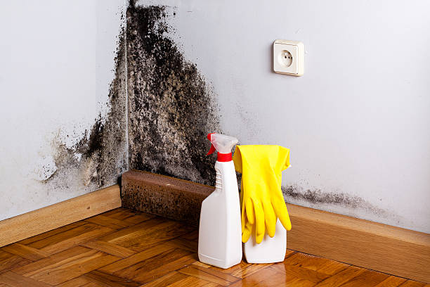 Best Mold Remediation for Specific Building Types in Blue Springs, MO